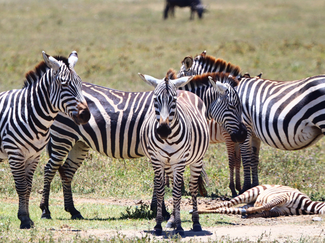Livingstone Safari Tanzania-阿鲁沙必去景点