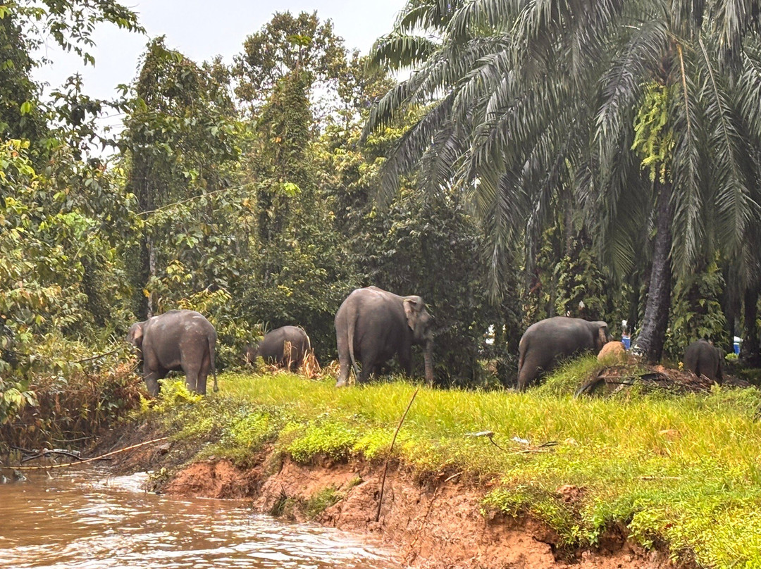 Kinabatangan Jungle Camp-苏高必去景点