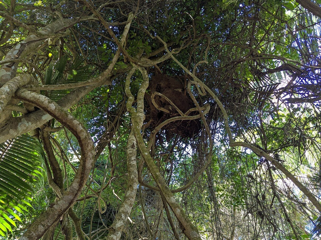 Lo de Perla Jungle Garden-旧金山必去景点
