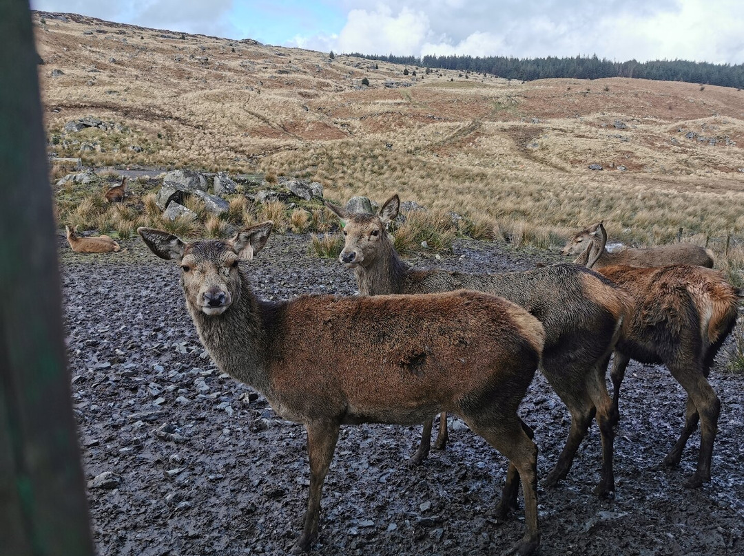 The Galloway Forest Park Red Deer Range-Castle Douglas必去景点