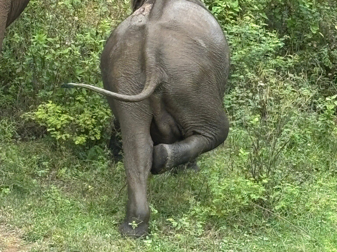 Maika Safari Lodge景点图片