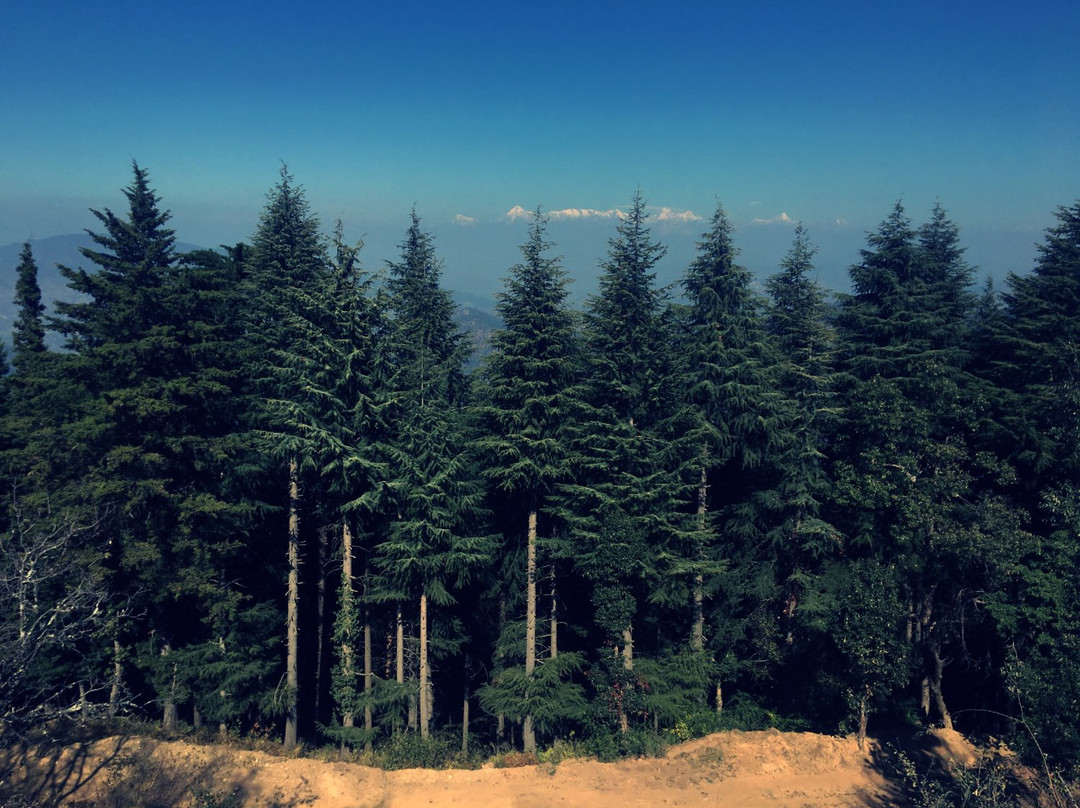 Homfortable Loshgyani主图