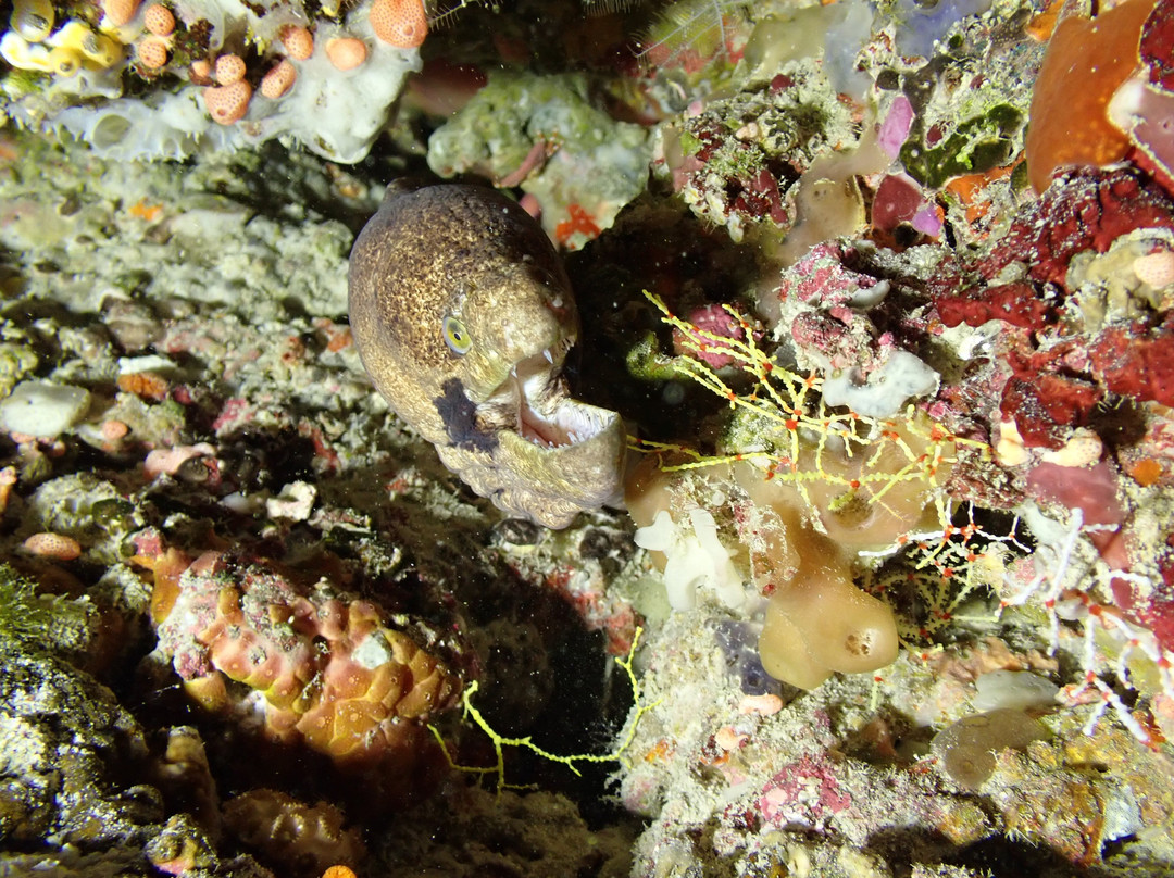 Dharavandhoo Divers景点图片