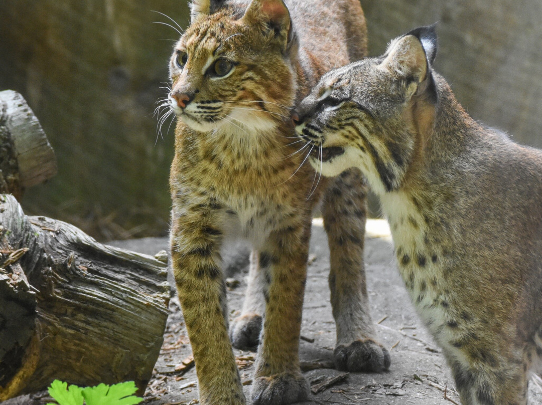 Western North Carolina Nature Center景点图片