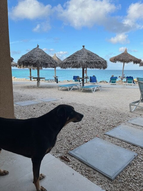 Tamarijn Aruba All Inclusive主图