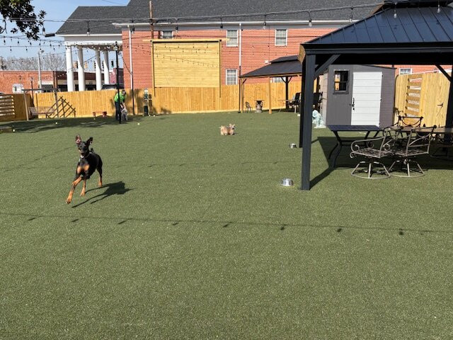 Manchester Dog Park & Social Club-Manchester必去景点