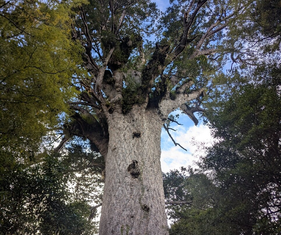 Tane Mahuta Walk景点图片
