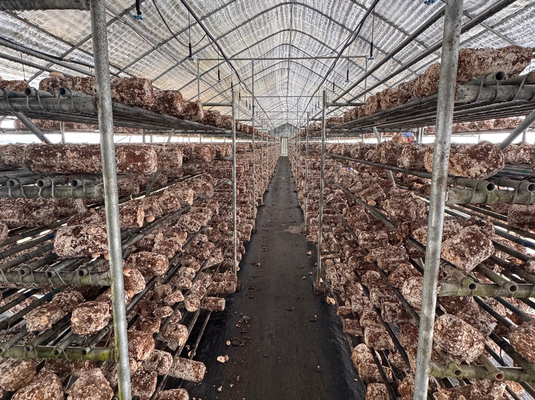 Ellijay Mushrooms - Farm Store-Ellijay必去景点
