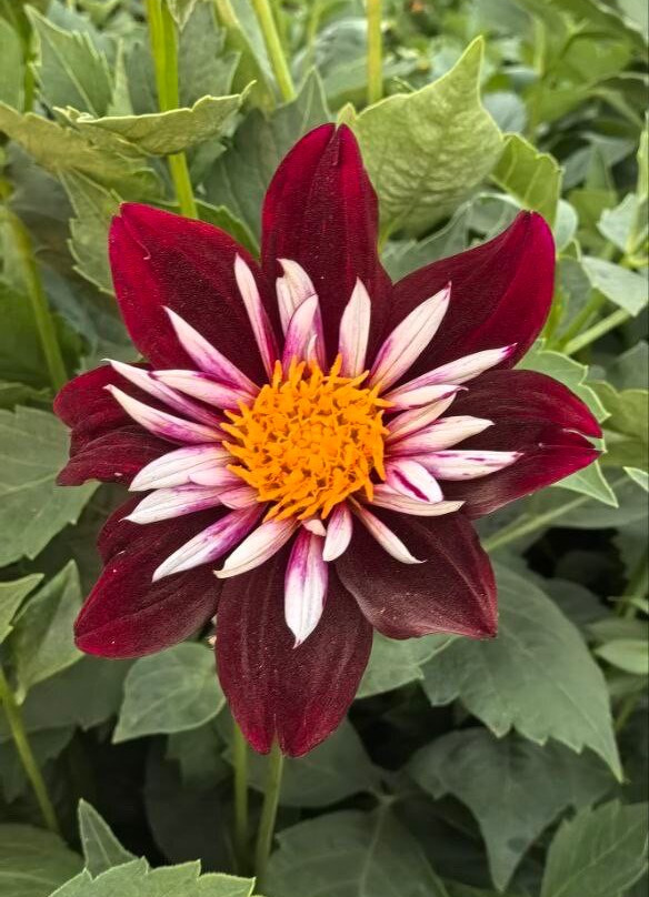 Adene's Farm Flowers景点图片