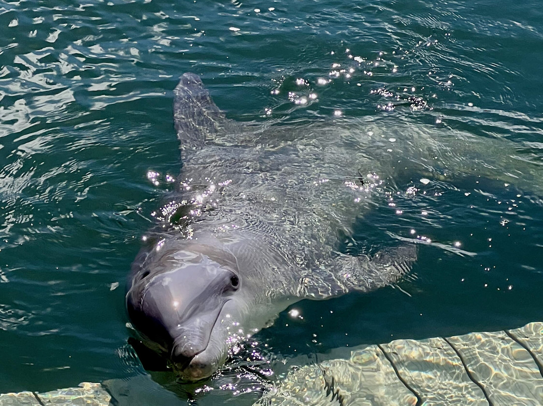Dolphins Plus Marine Mammal Responder景点图片