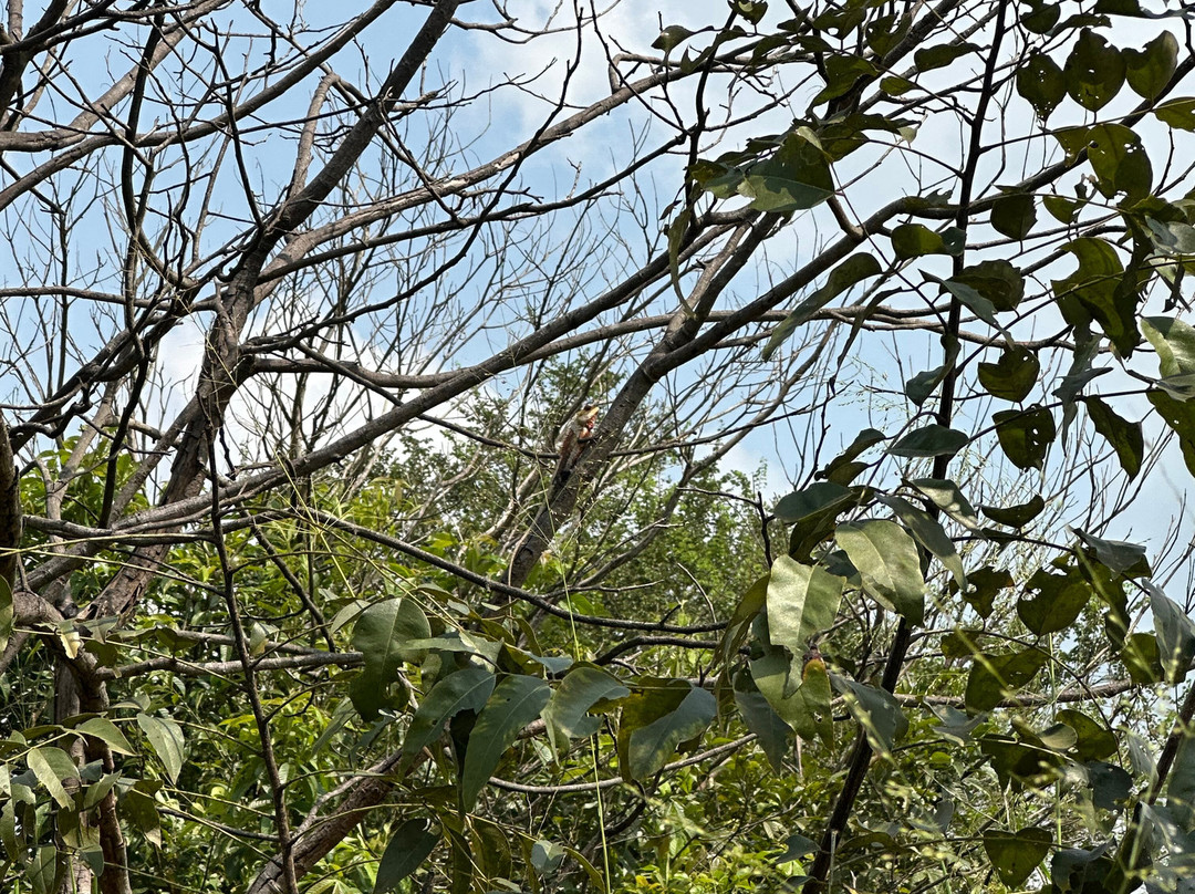 Minneriya Jeep Safari with Sandesh-哈巴拉娜必去景点