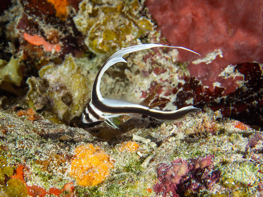 Bottom Time Divers-考祖梅必去景点