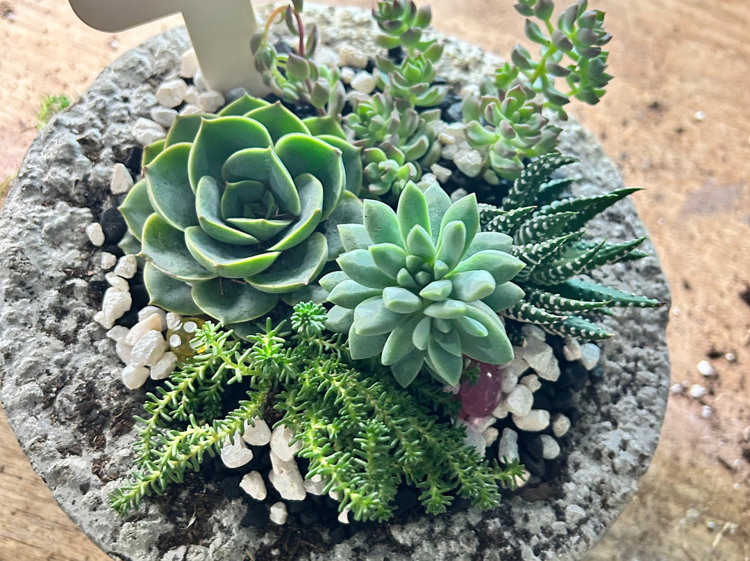 Classy Cactus Farm-默弗里斯伯勒必去景点