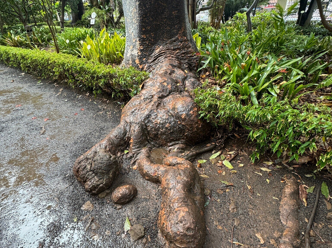 Botanischer Garten景点图片