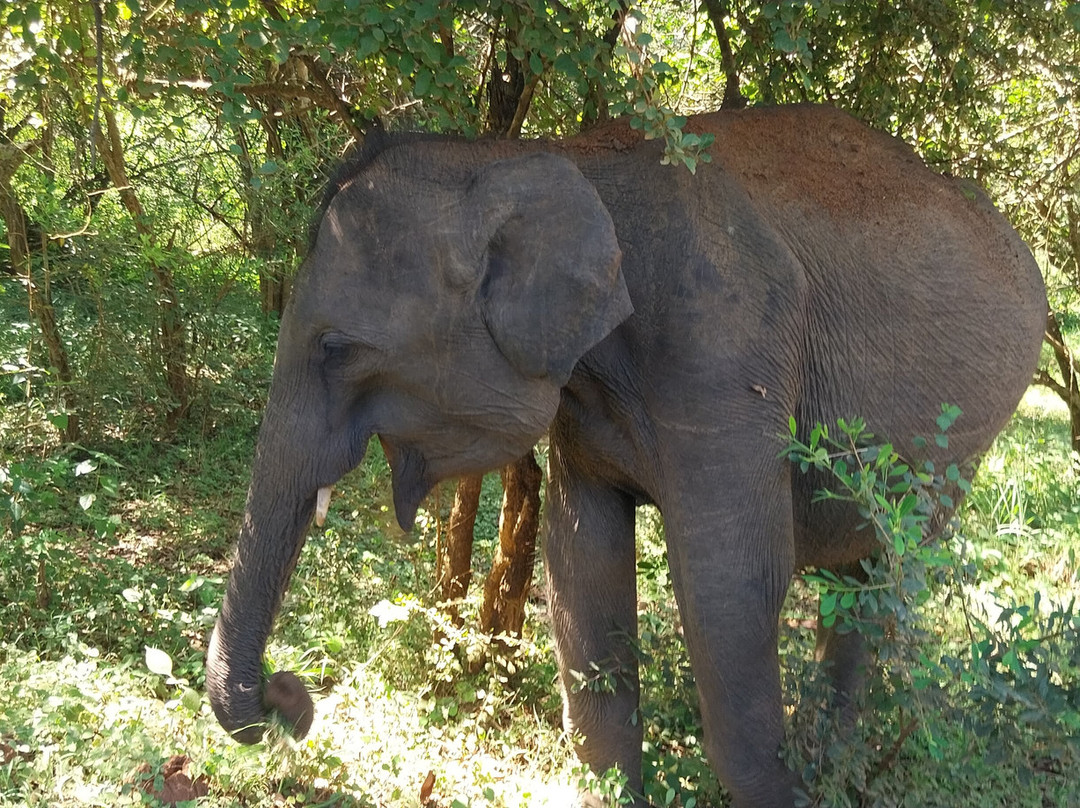 Cinnamon Hotels and Resorts-Yala必去景点