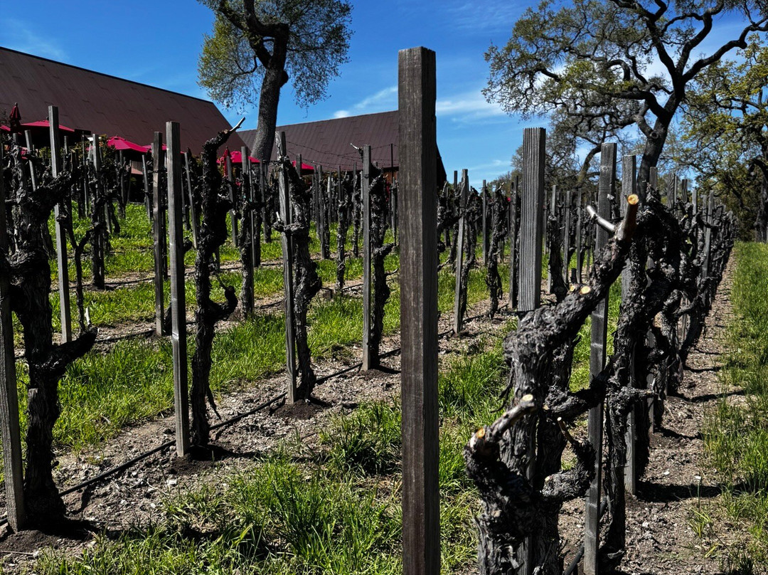 Austin Hope & Treana Tasting Cellar-帕索罗布尔斯必去景点