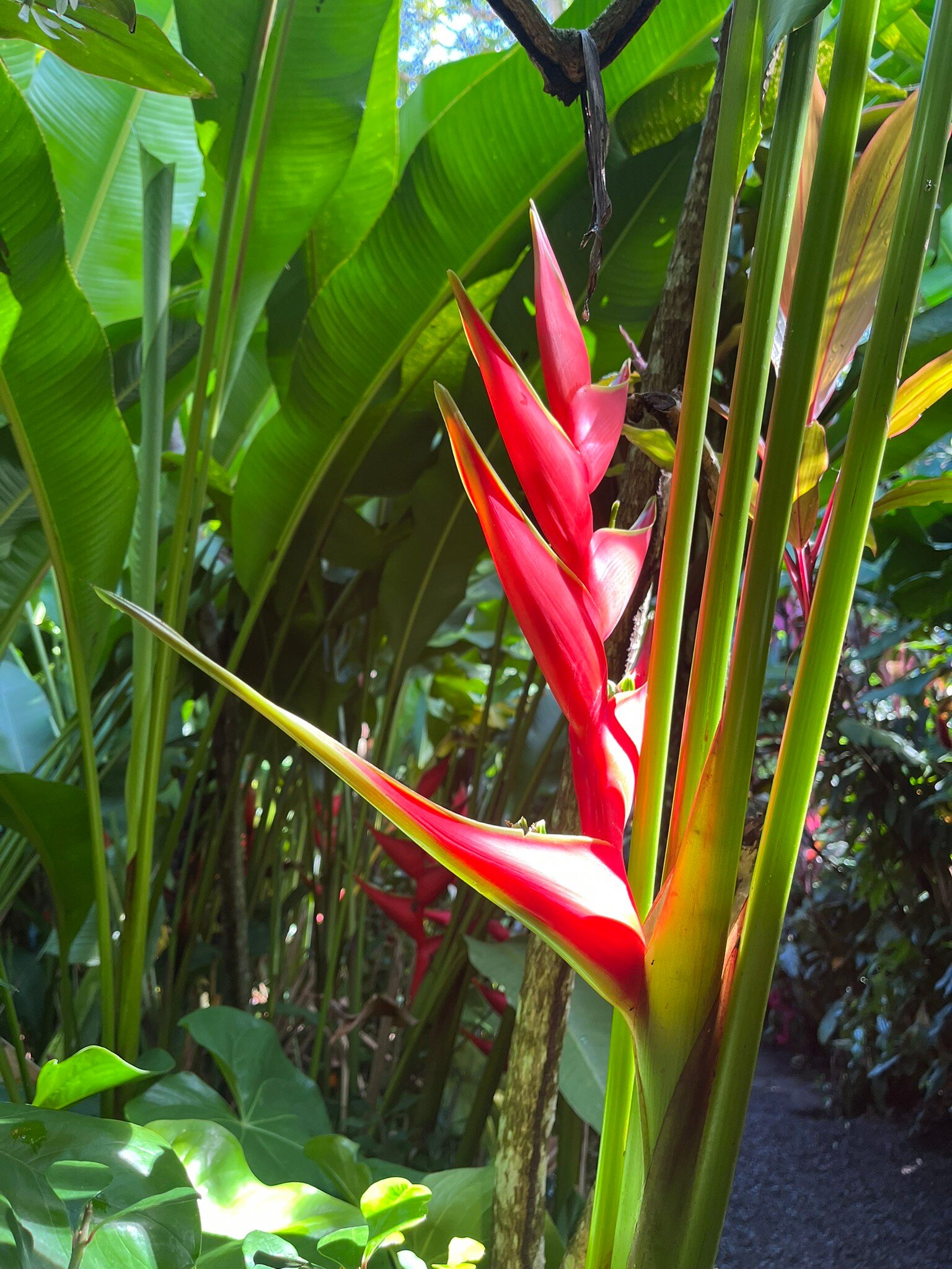 Kot Man-Ya Exotic Flower Garden用户实拍