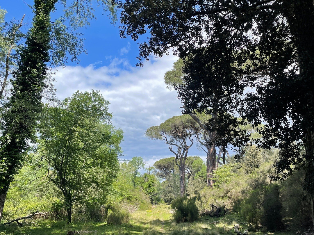 Parco Regionale Migliarino San Rossore Massaciuccoli-比萨必去景点