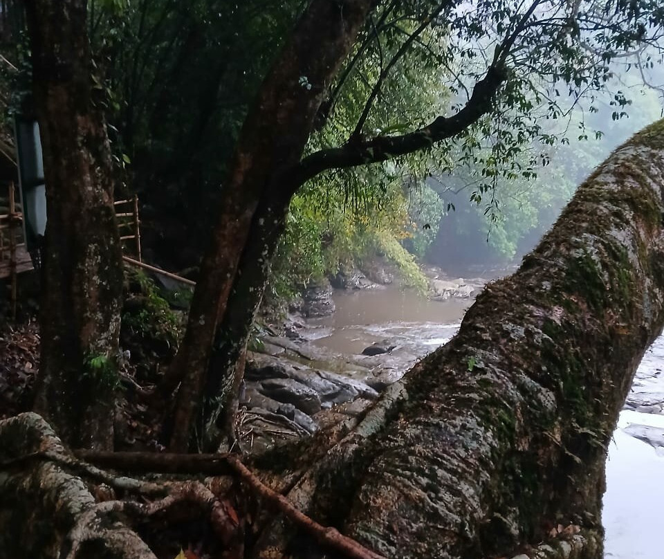 Riwai Living Root Bridge景点图片