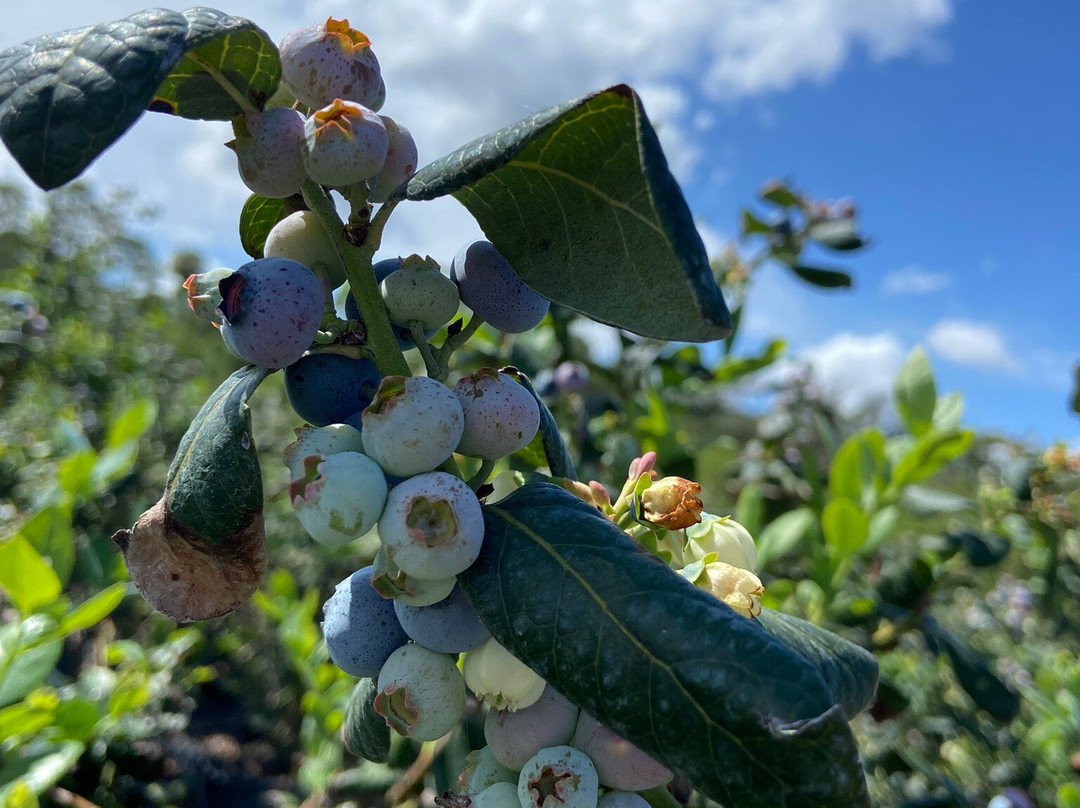 Blueberry Bunch Farm-LaBelle必去景点