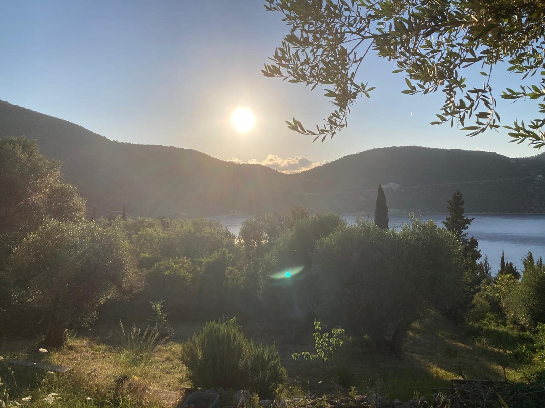 Aetos Ithaki Olive Grove