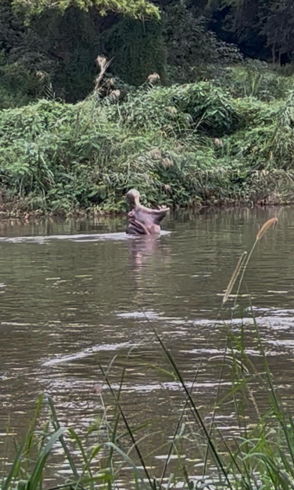 Hippo Water Front-官方