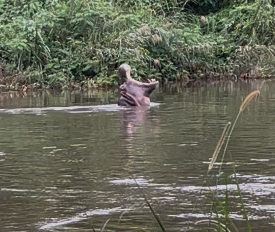 Hippo Water Front主图