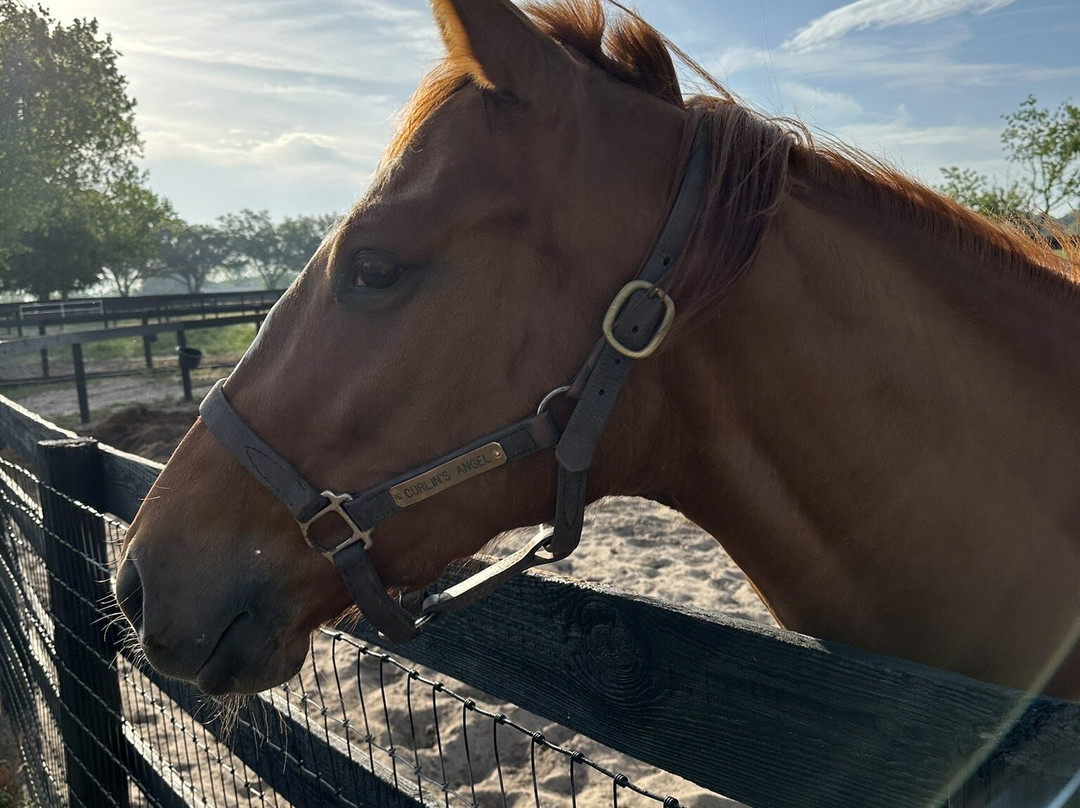 Farm Tours of Ocala-奥卡拉必去景点