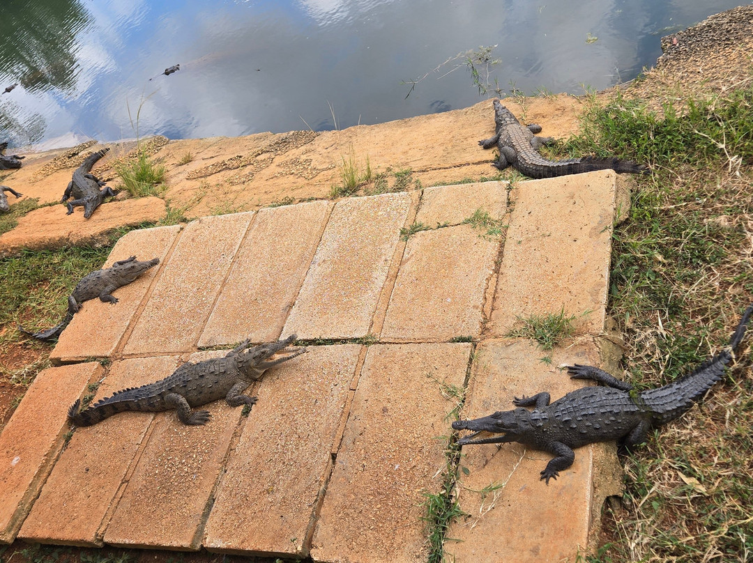 Crocodile Farm-Moron必去景点