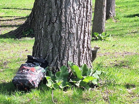 Angrignon Park-蒙特利尔必去景点