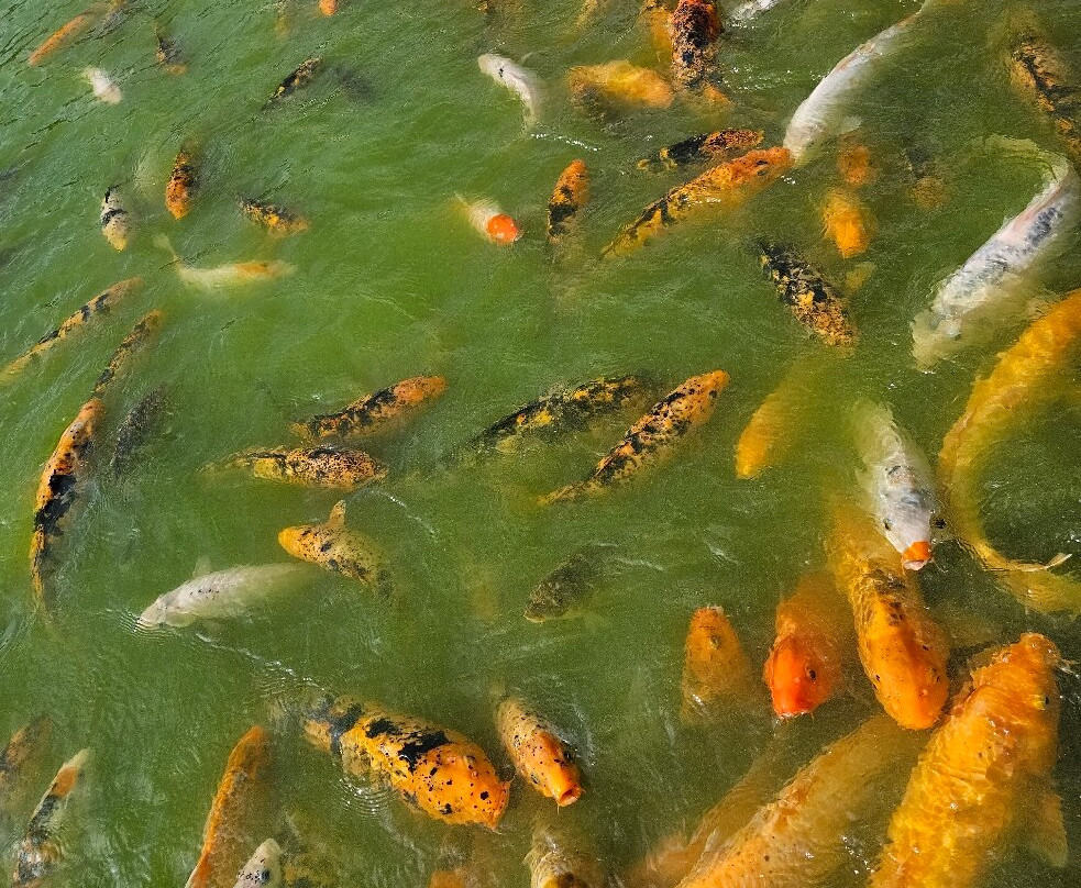 Parque do Japão-Maringa必去景点