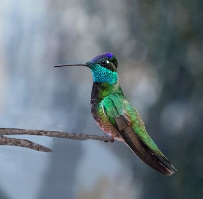 Ramsey Canyon Cabins & Bird Sanctuary-酒店景观