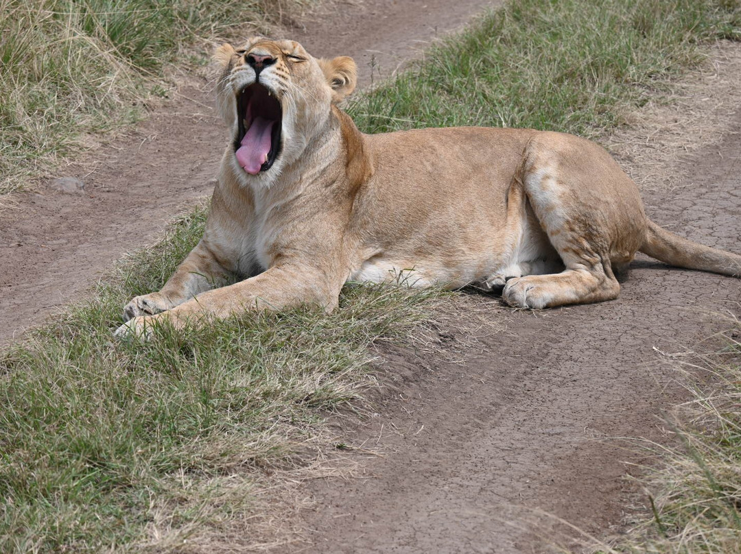 Astellar Travels Africa-内罗毕必去景点