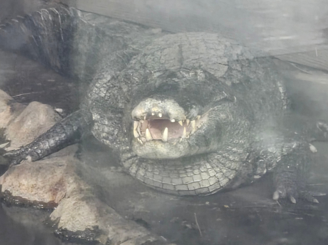 阿拉莫莎速8酒店主图