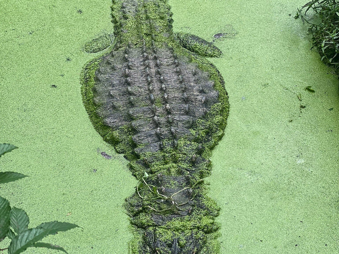 Alligator Alley-Summerdale必去景点