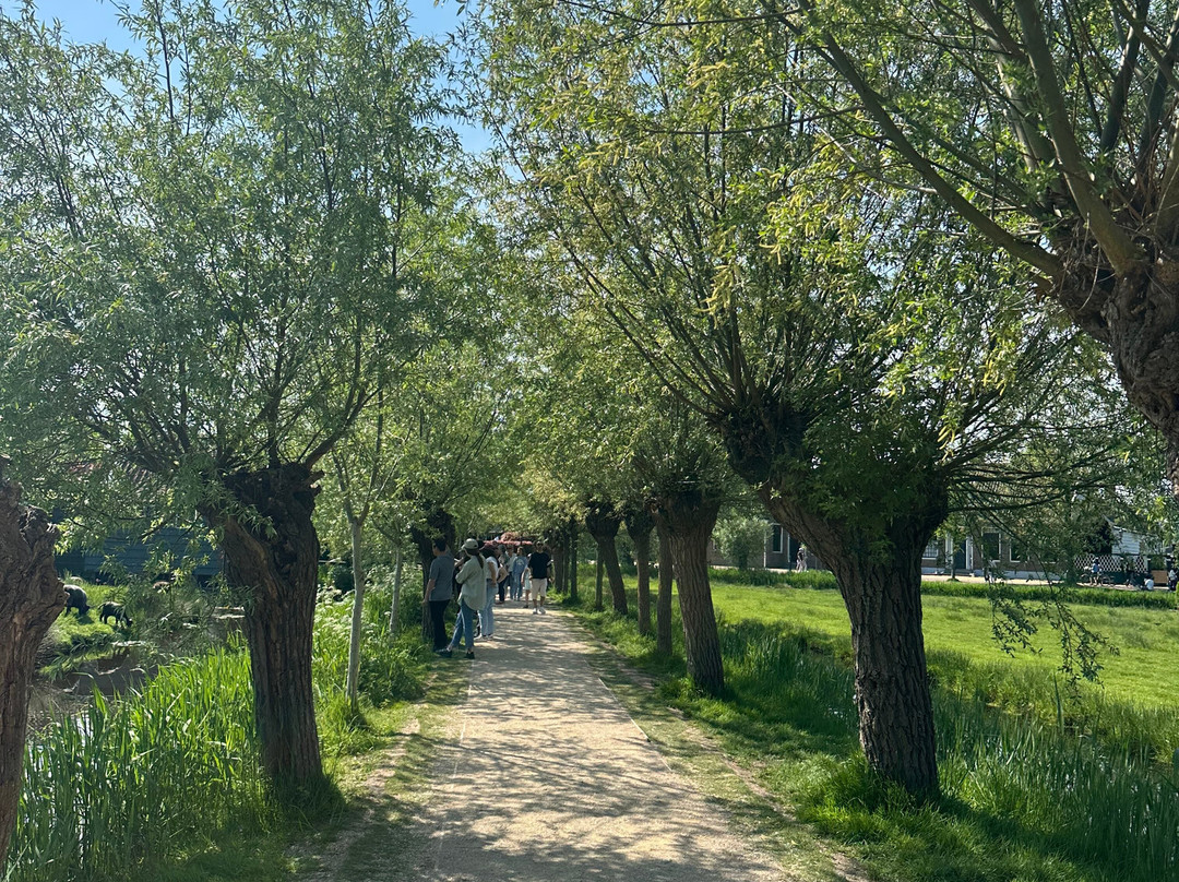 Molen De Kat景点图片