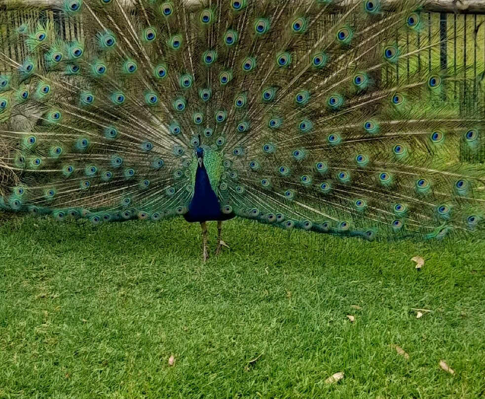Hunter Valley Wildlife Park-Nulkaba必去景点