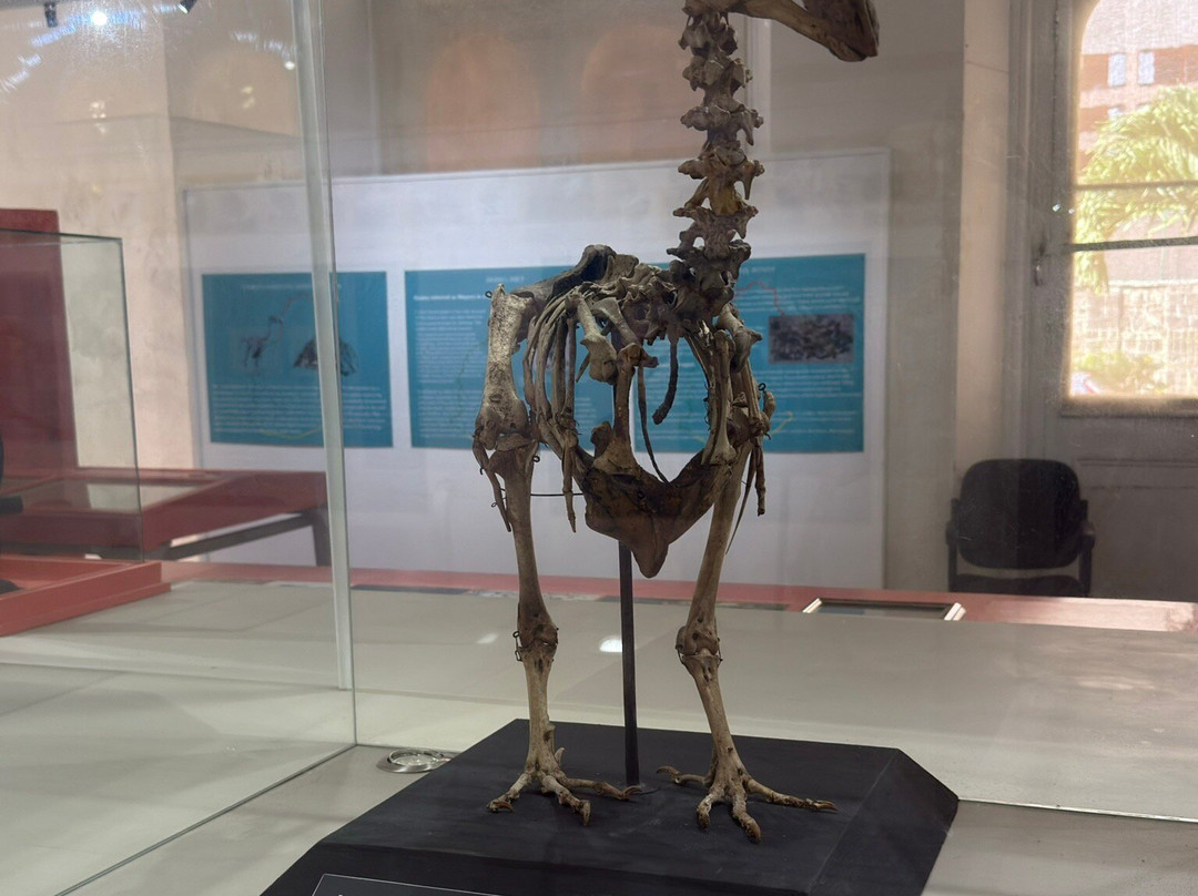 Natural History Museum-路易士港必去景点