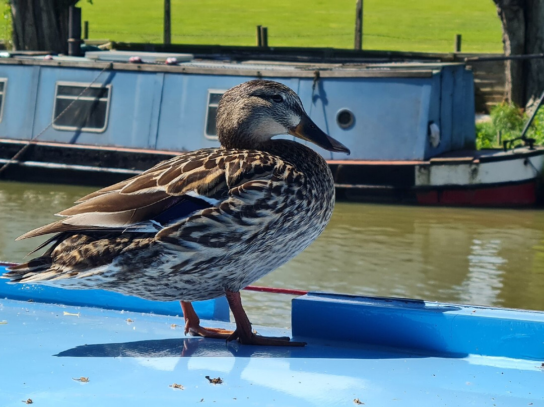 Grand Union Narrowboats景点图片