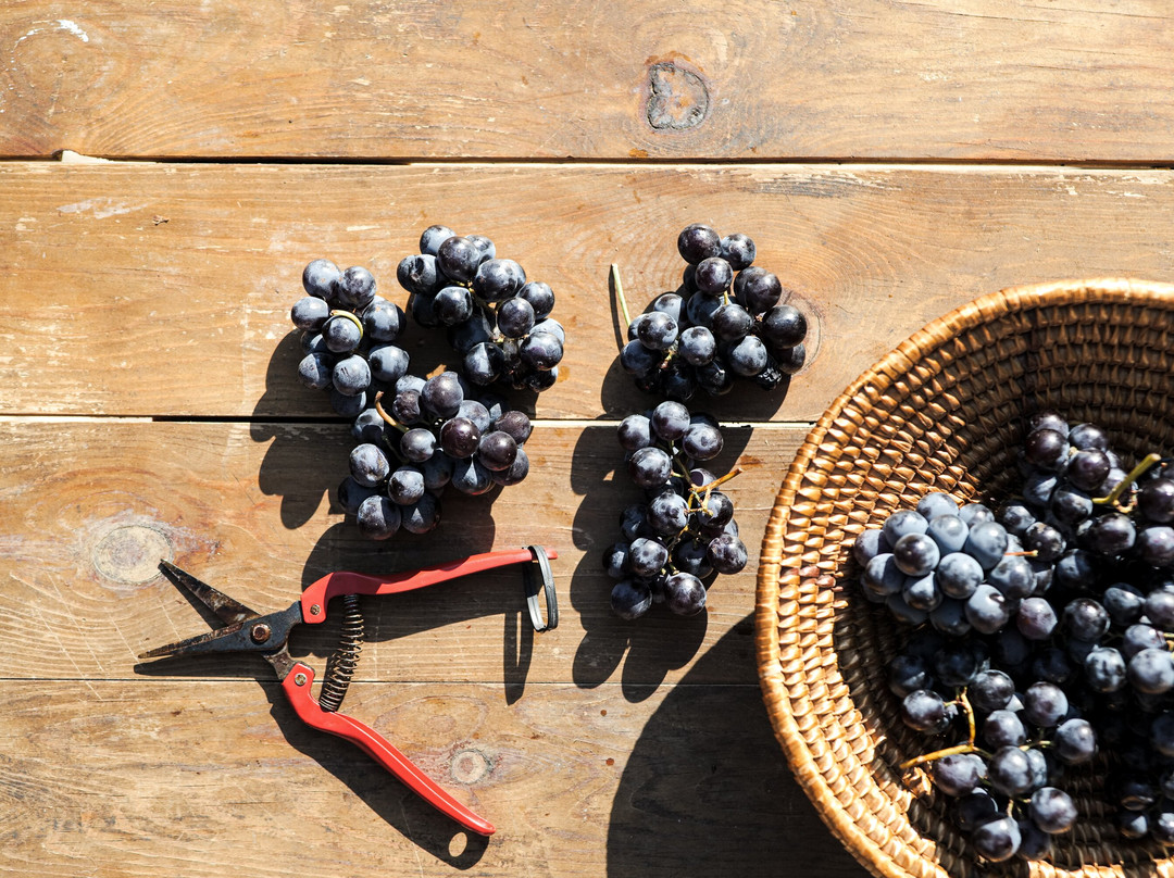 Daf Wines-Dafnes必去景点