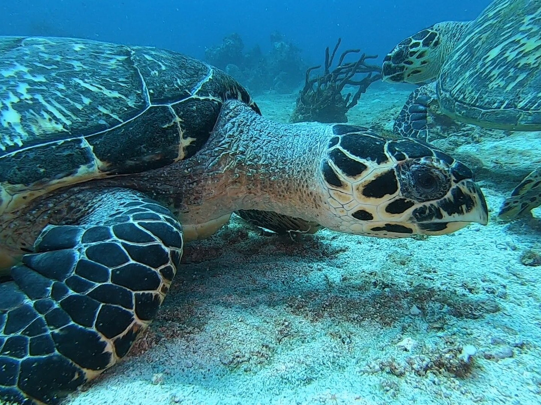 Tropicalsub Diving-Deshaies必去景点