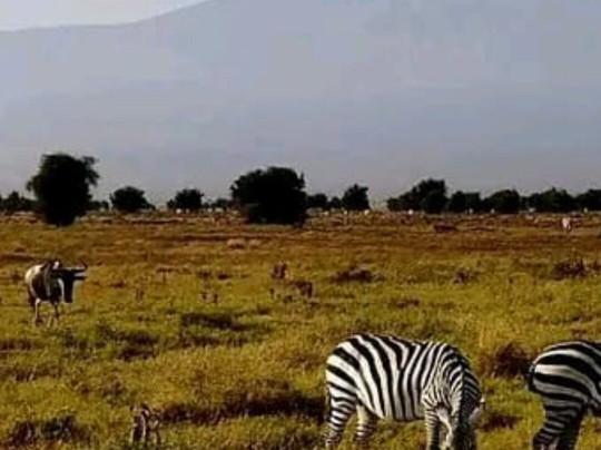 2 Days and 1 Night Amboseli Safari from Nairobi