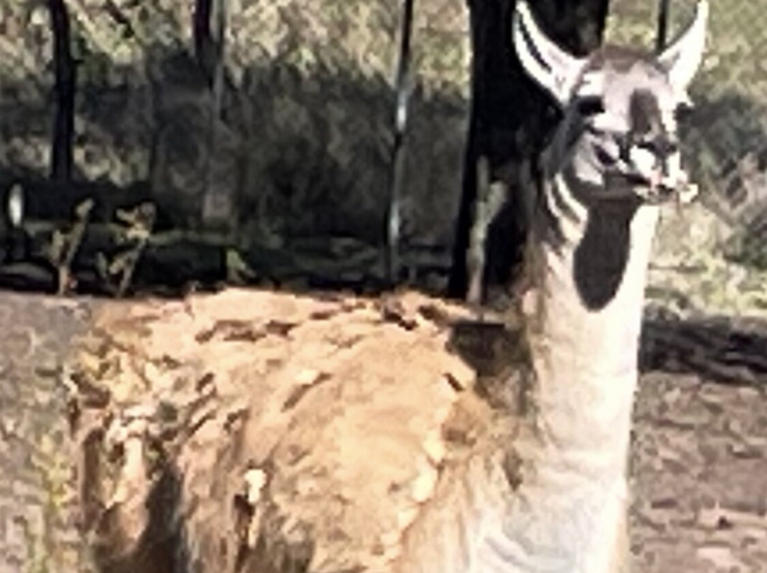 Darling Downs Zoo景点图片