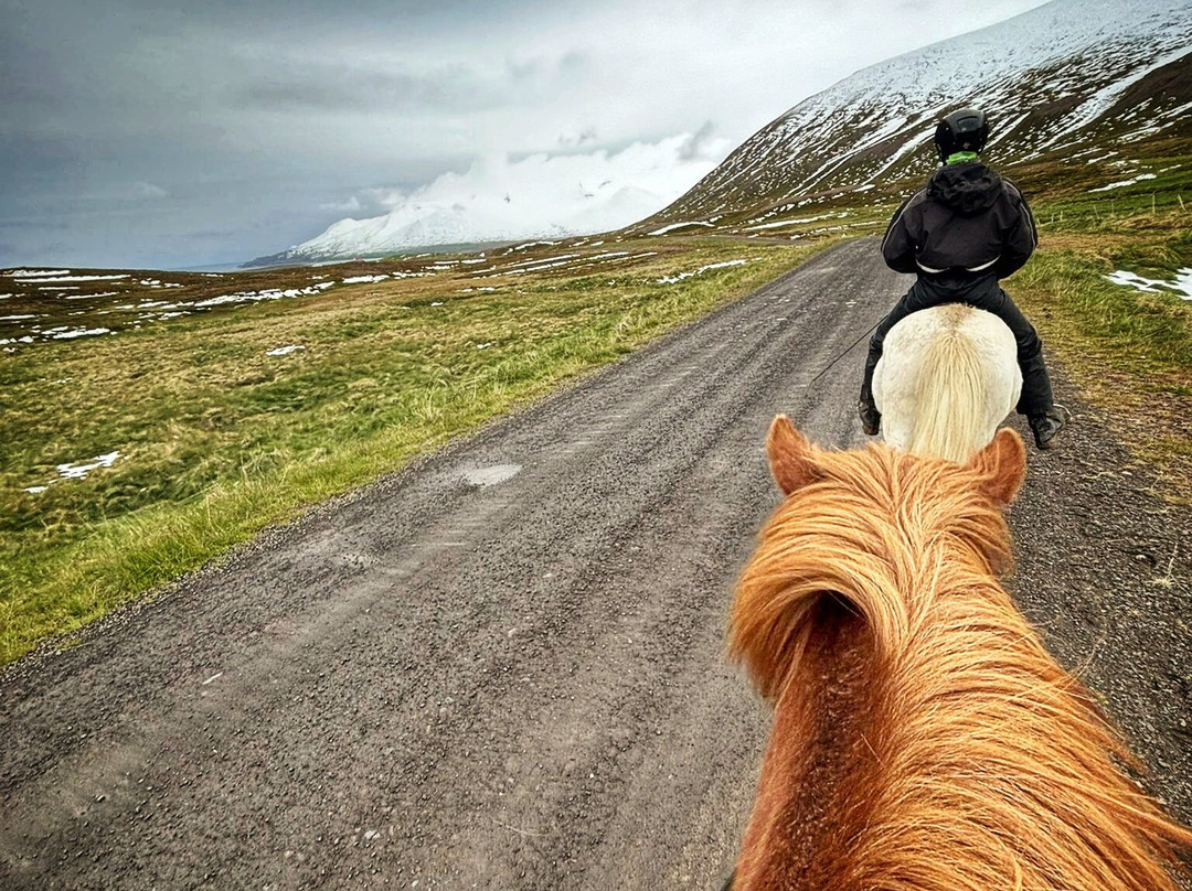 Langhús Farm-Skagafjordur必去景点