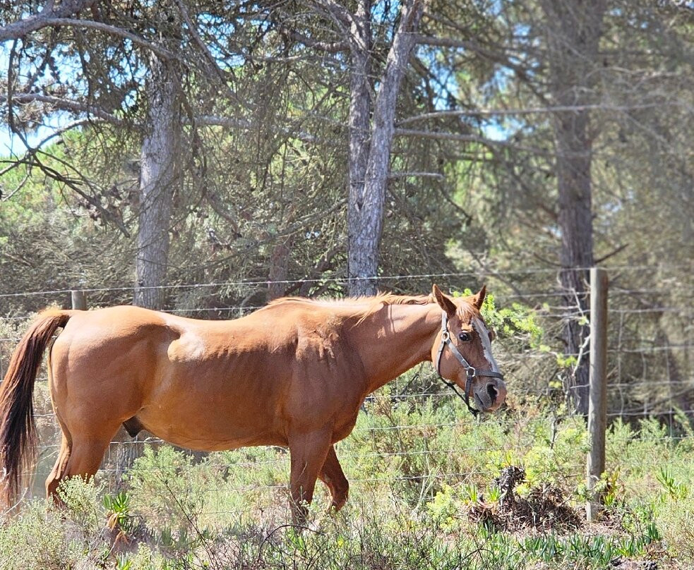Cavalos Na Praia Do Meco - Lits Horses-Aldeia do Meco必去景点