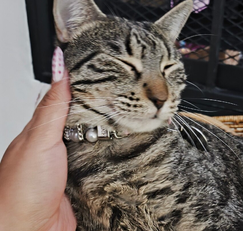 Purr Vida Lounge-拔西里多必去景点