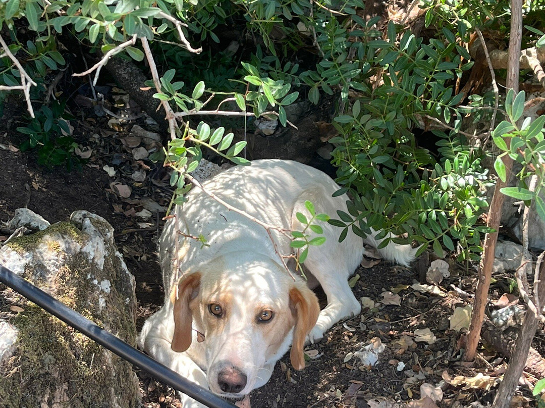 Dolphin Ski Club Water Sports & Boat Hire-Skala必去景点