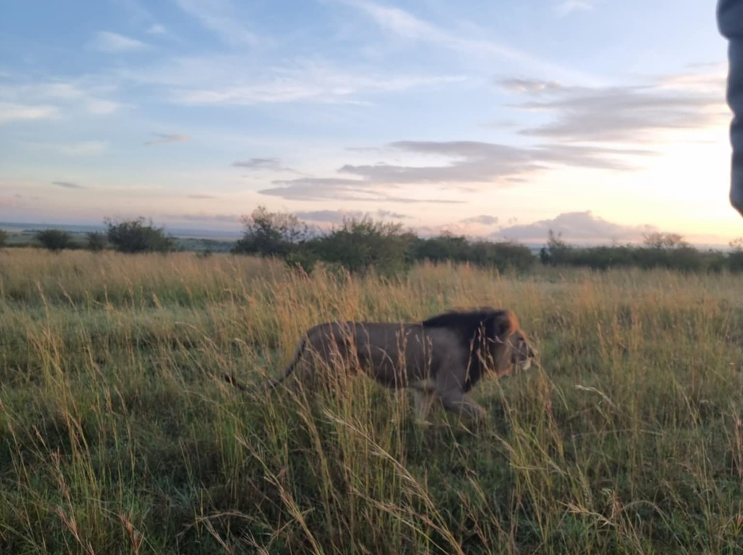 Alexia Chevron Safari Kenya-Talek必去景点