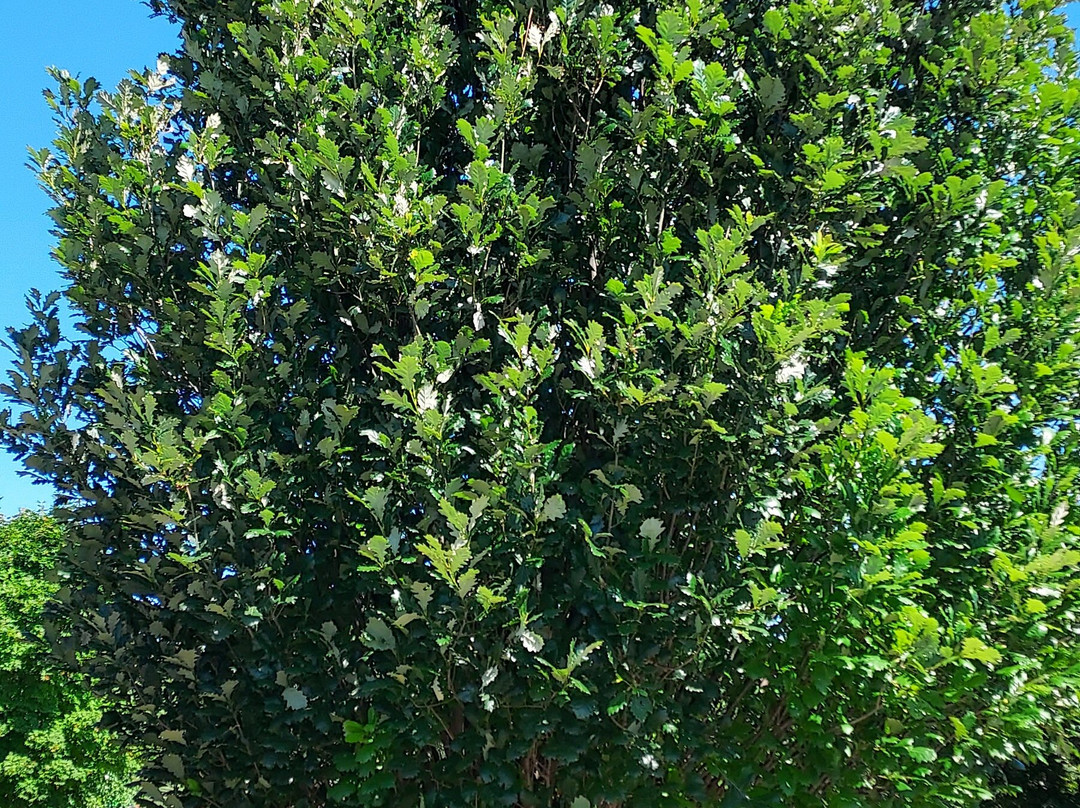 Mary Jo Wegner Arboretum-苏福尔斯必去景点