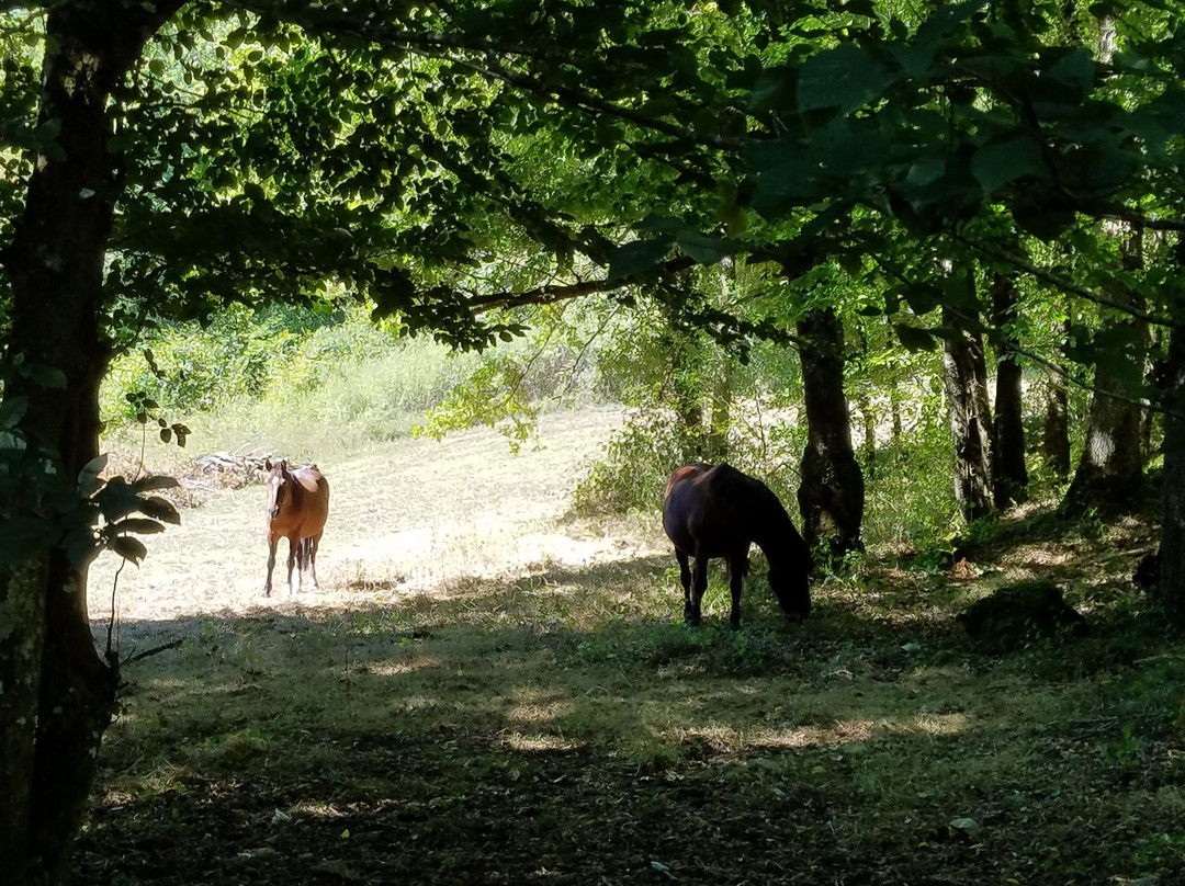Camping Les Tourterelles